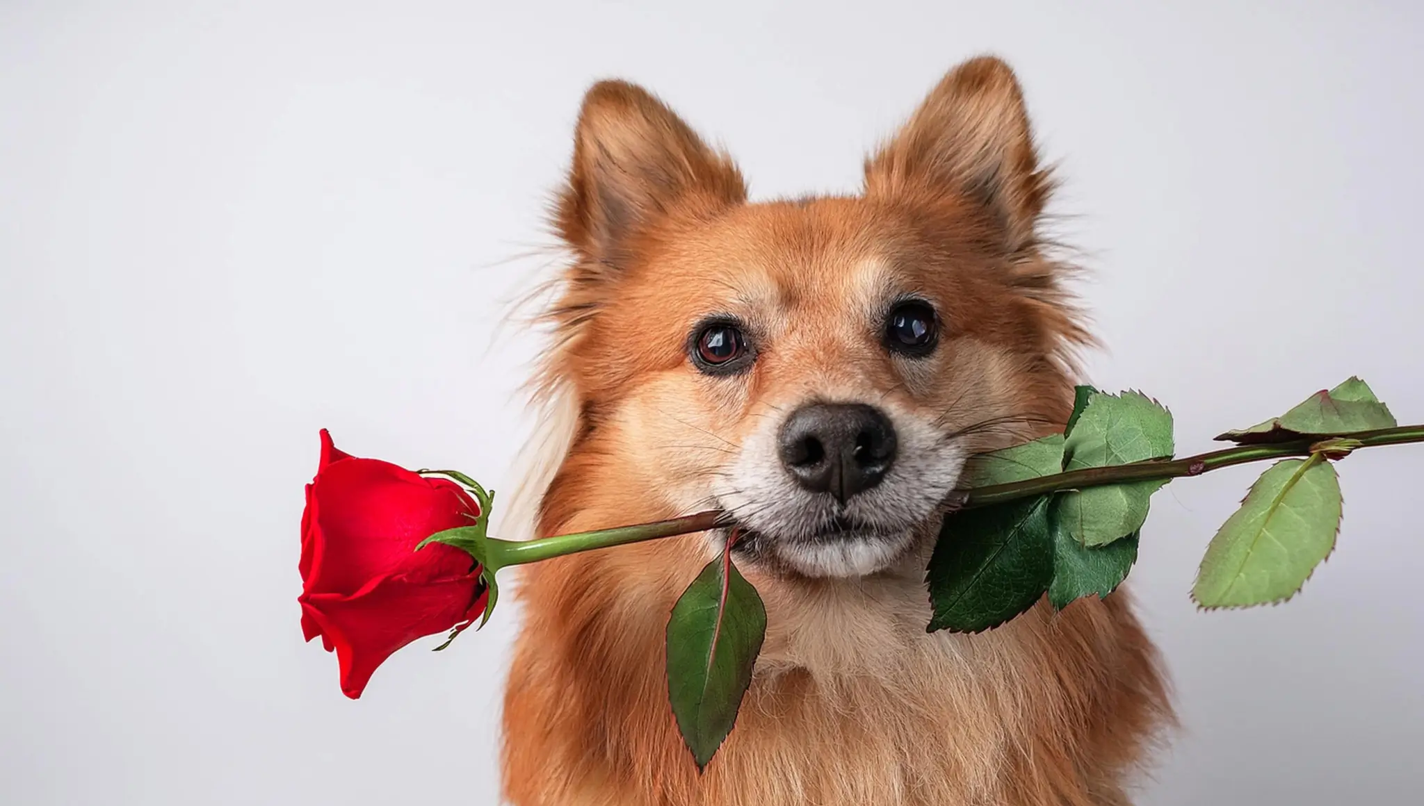 Doggy Date Night 2026: Date Ideas, Why It Matters & Celebrate Love With Your Dog