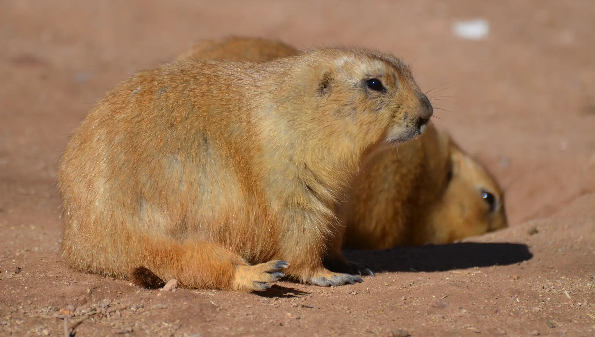 National Groundhog Day 2026: Date, History, Meaning & How It's Celebrated in the USA
