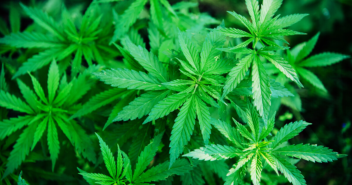 National Hemp Day 2026: Date, History, Benefits & Importance