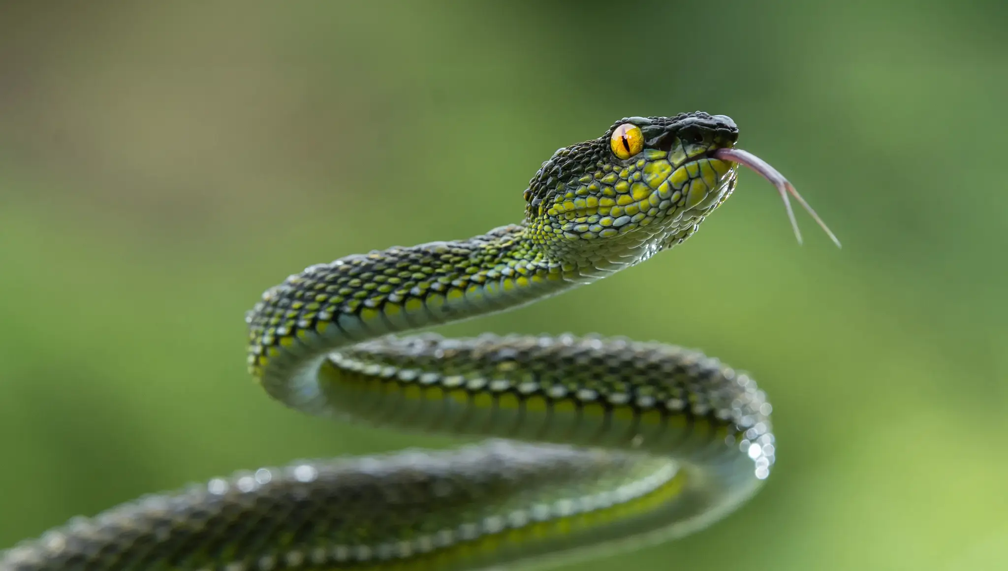 National Serpent Day 2026: Date, Snakes, Fun Facts, Wishes, Activities & Ways to Celebrate
