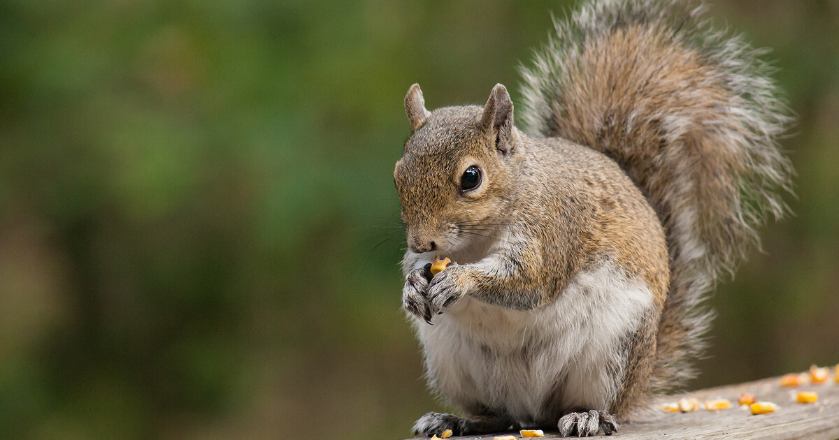 SQUIRREL APPRECIATION DAY 2025 MEMES visual data 7