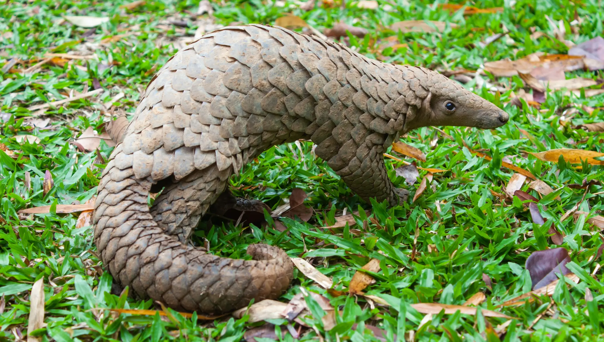 World Pangolin Day 2026 (21 February): Date, History, Facts & Why Pangolins Are Endangered